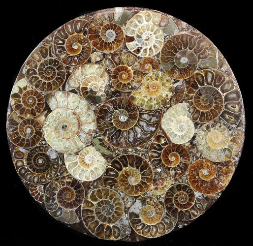 Composite Plate Of Agatized Ammonite Fossils #57740